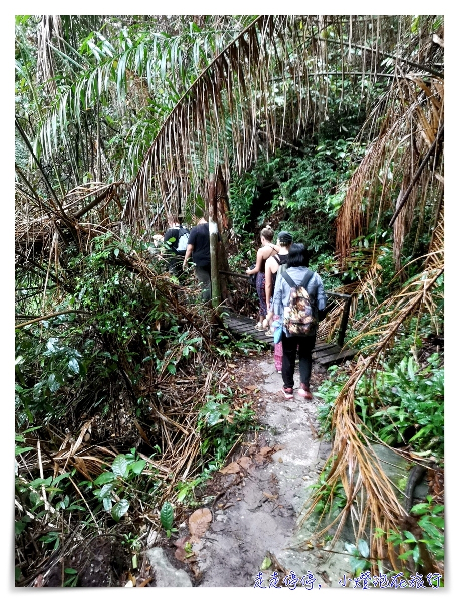 離台灣最近的雨林｜東馬古晉峇哥國家公園，走一趟雨林、看一片原始、靜一下心～