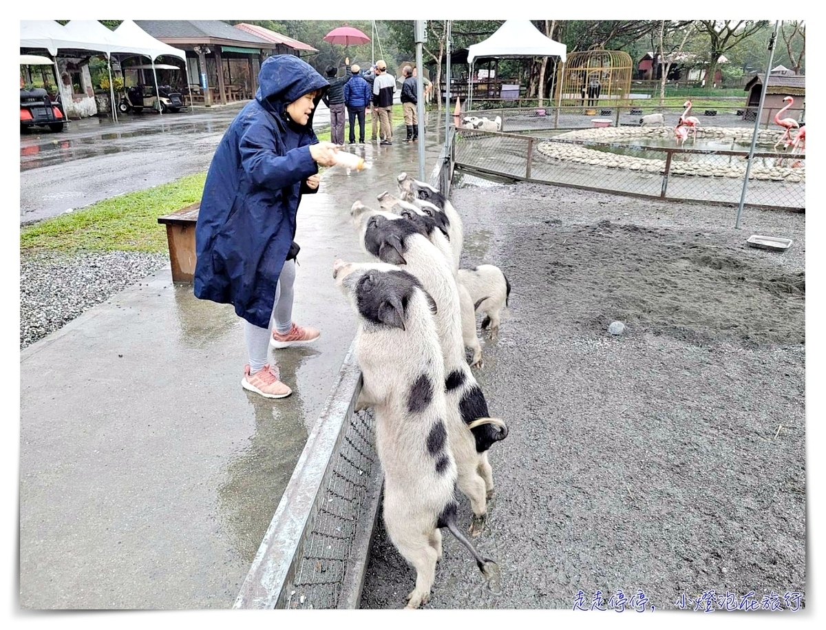 花蓮新光兆豐農場｜走出火車站就到的一站式樂園，溫泉、住宿、歐式莊園、小木屋、媲美動物園的園區