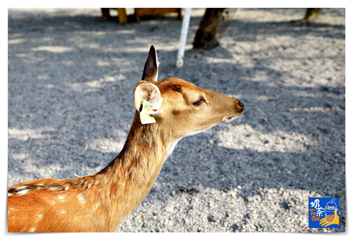 鹿境｜墾丁版奈良場景，讓孩子親近動物、學習與小鹿和平相處～