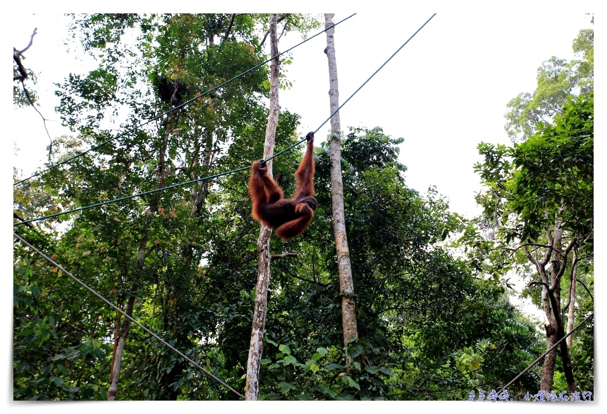 延伸閱讀：馬來西亞。古晉｜實蒙谷野生動物保育中心Semenggoh Wildlife Centre ｜紅毛猩猩的復育天堂