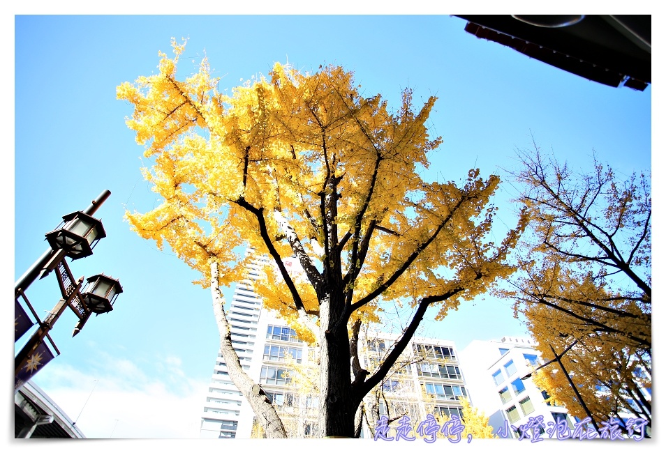 深秋的黃色饗宴｜金黃色大阪御堂筋銀杏大道，走一趟金黃、走一趟心靈～